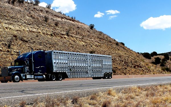cargo transportation truck
