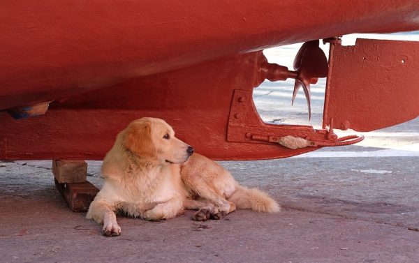 Dog under Boat on Land